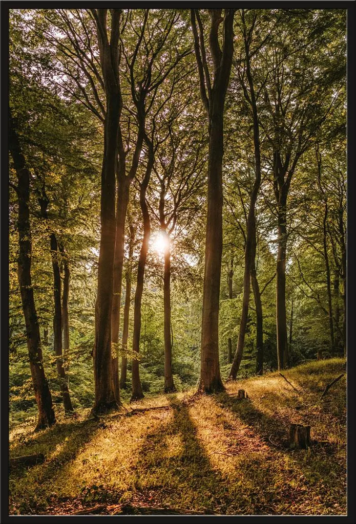 Affiche Forêt encadrée Shinsuke vitre acrylique incassable cadre noir