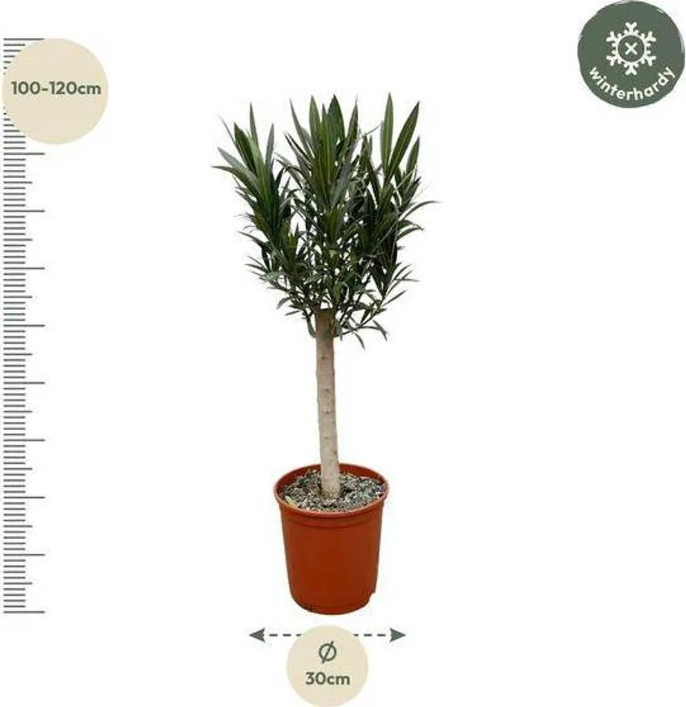 Arbuste fleuri Laurier rose rouge 110 cm idéal pour terrasse et jardin