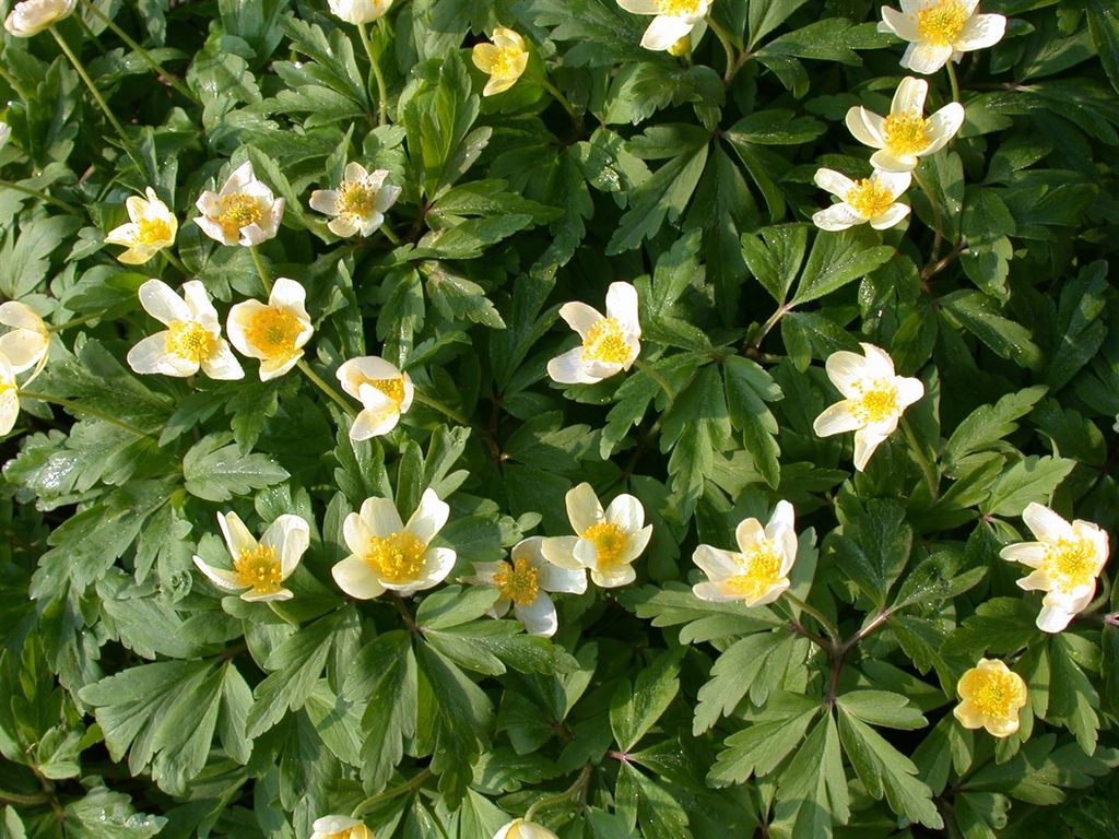 Anemone nemorosa, Buschwindröschen, weiß, ca. 9x9 cm Topf Produktbild 