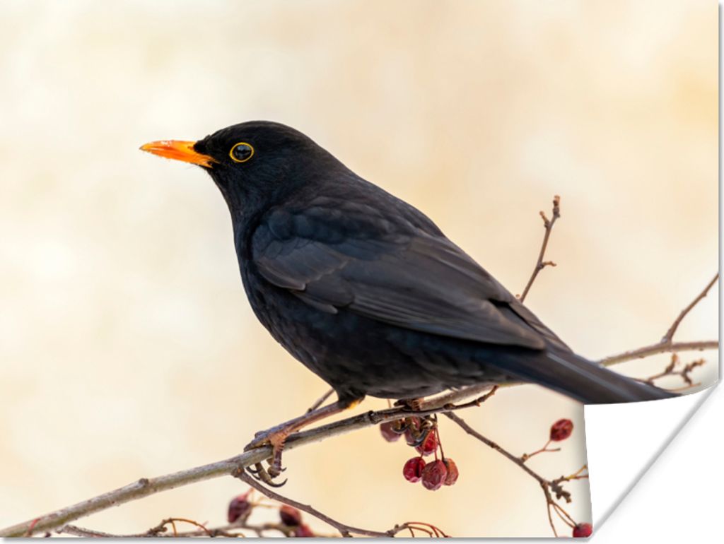 MuchoWow Poster Amsel - Vogel - Zweige - Beere - Rot 120x90 cm - Wandbild