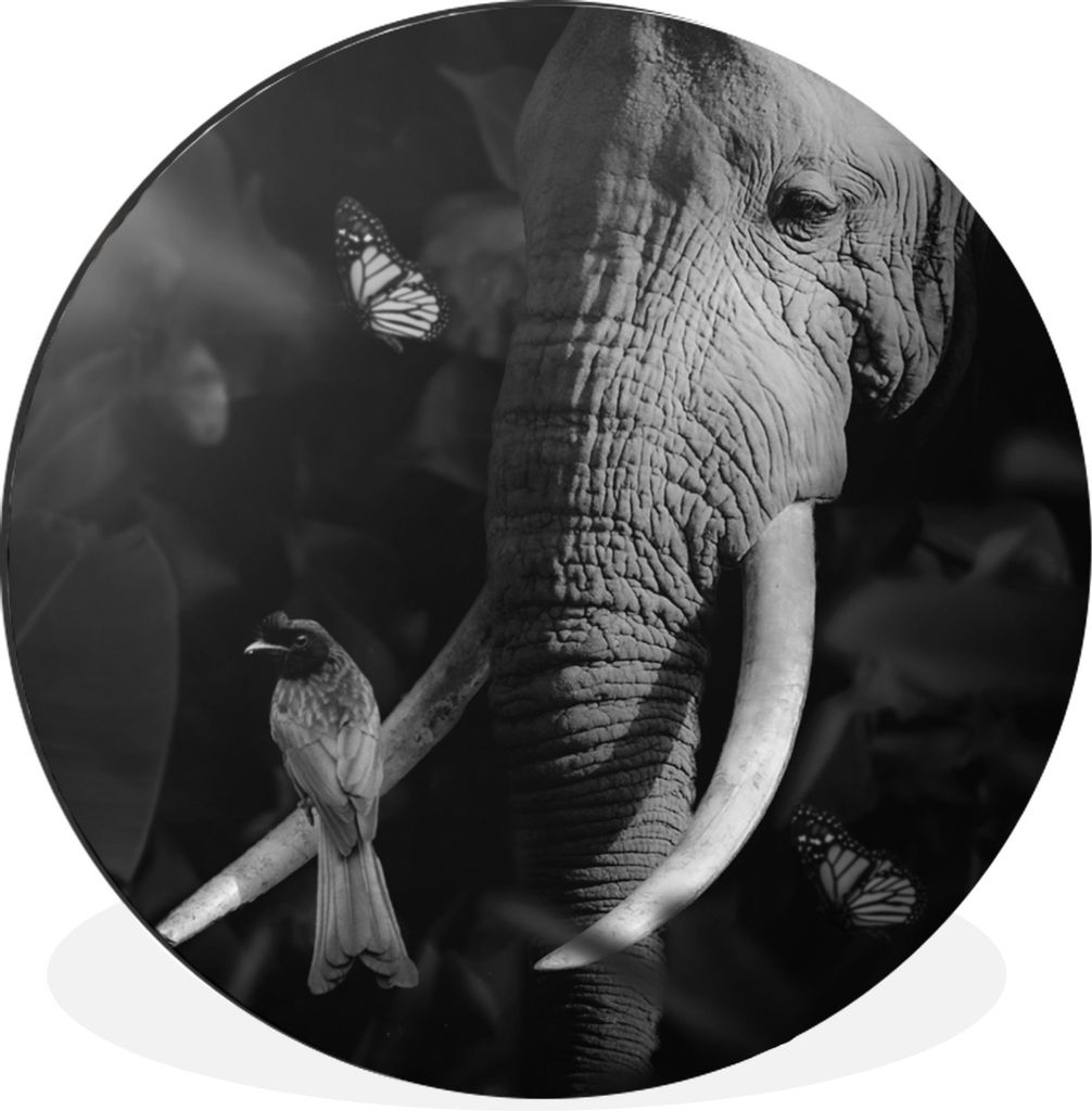 MuchoWow Aluminium Wandkreis Vogel - Elefant - Dschungel - Schwarz - Weiß Ø 90 cm Wanddeko Modern Wohnzimmer - Mauerkreis - Wandbilder - Runde ...