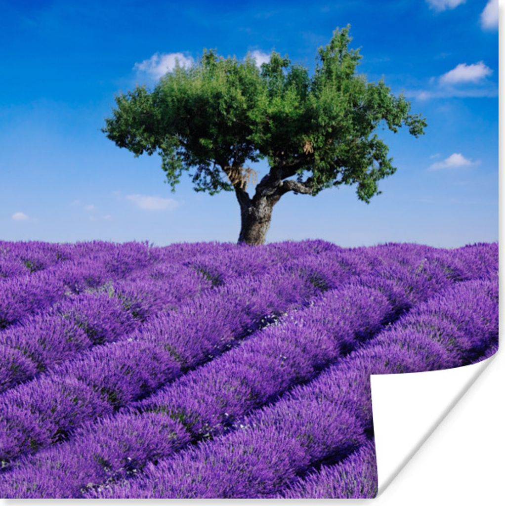MuchoWow Poster Eine Nahaufnahme eines Lavendelfeldes 75x75 cm - Wand Dekoration
