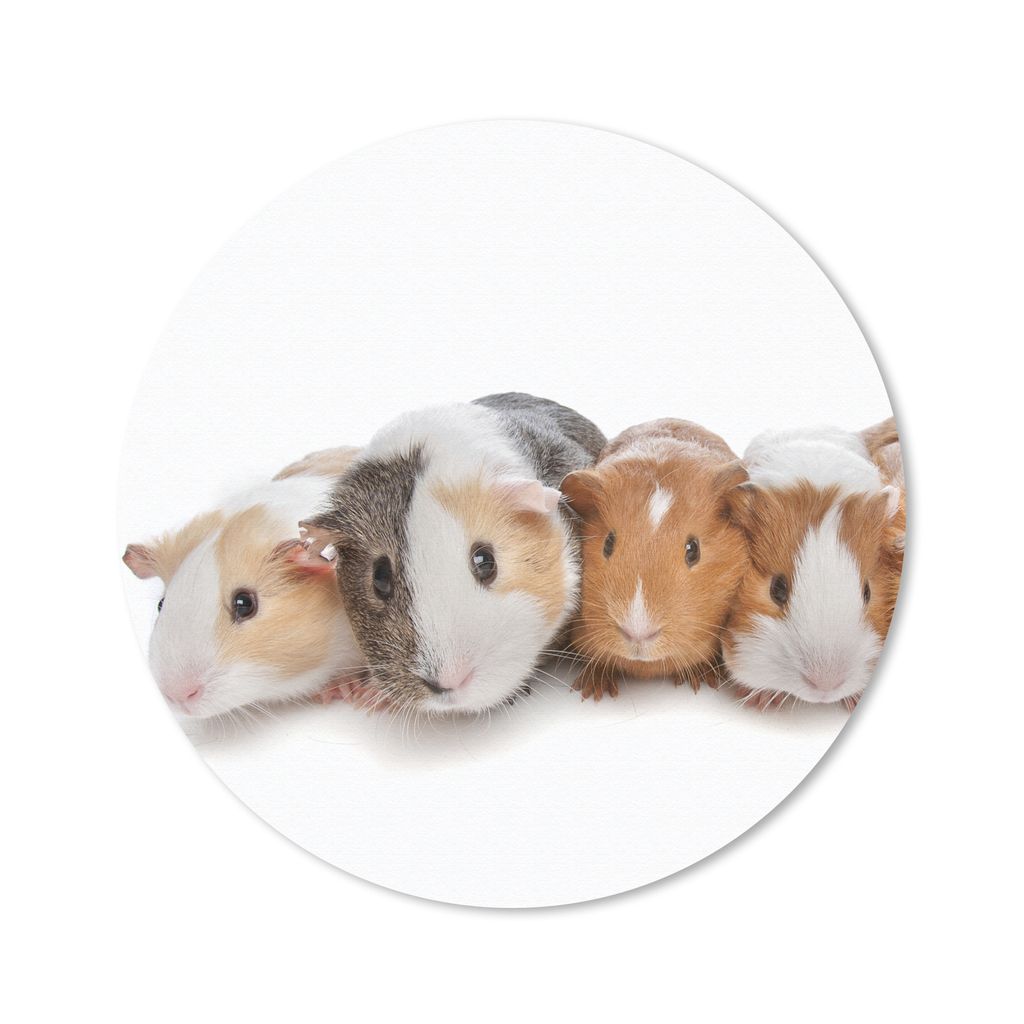 MuchoWow Mauspad Mousepad Fünf Meerschweinchen 40x40 cm - Mousepads - Maus Mat - Pad - Mausunterlage - Schreibtisch Accessoires