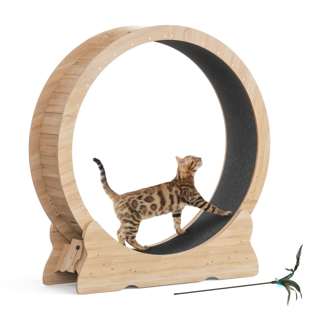A Bengal cat is walking on a wooden cat wheel with a black running surface. A feather toy is on the floor next to the wheel.