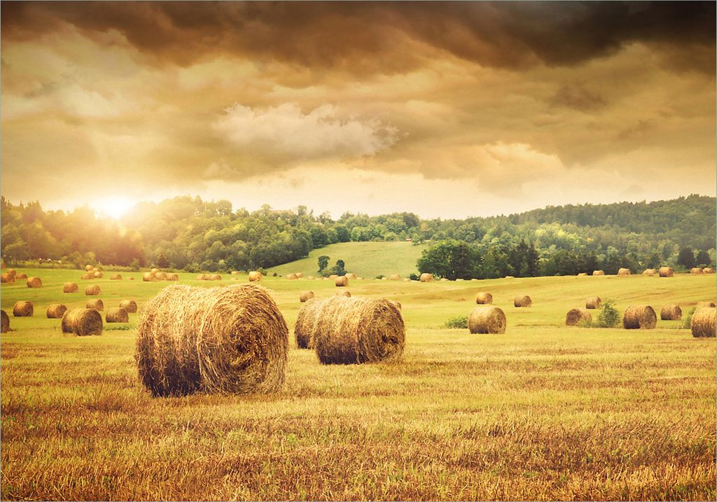 Wallario selbstklebendes Poster - Strohballen auf dem Feld bei Sonnenuntergang, Größe: 70 x 100 cm