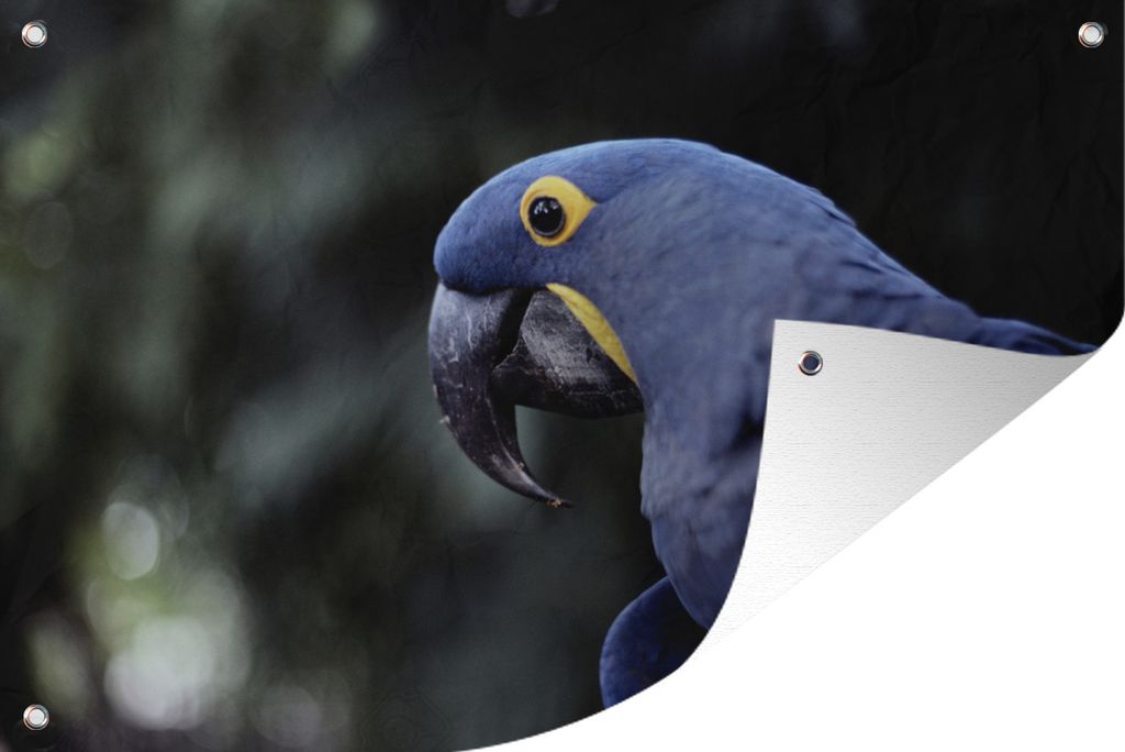 MuchoWow 90x60 cm Outdoor-Poster Gartendeko Sichtschutz Garten Poster für den Garten Seite einer Hyazinthara