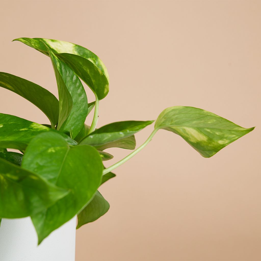 Scindapsus Aureum - Efeutute - Hngepflanze -