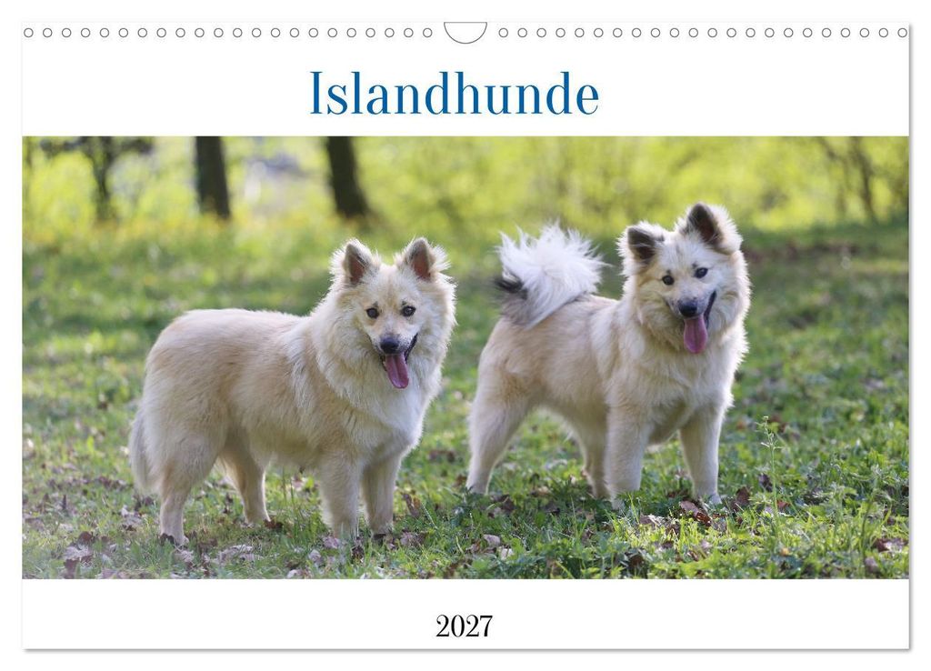 Islandhunde (Wandkalender 2027 DIN A3 quer), CALVENDO Monatskalender