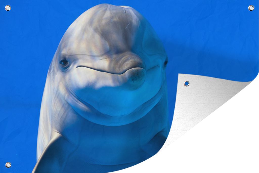 MuchoWow 90x60 cm Outdoor-Poster Gartendeko Sichtschutz Garten Poster für den Garten Delfin in einem Aquarium