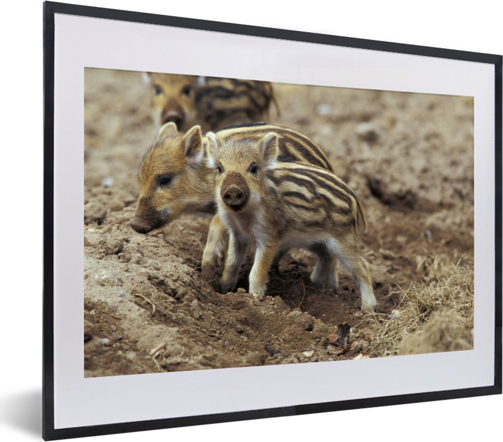 MuchoWow MuchoWow Gerahmtes Poster Wildschwein - Schlamm - Tier 40x30 cm - Poster mit zchwarzem Bilderrahmen - Bilderrahmen - Poster im Rahmen