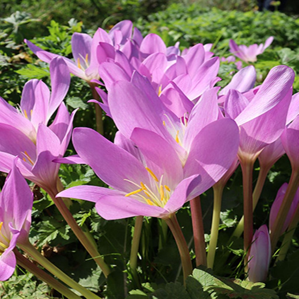Colchicum Blumenziebeln Zwiebeln Blumen Herbstzeitlose  Produktbild 