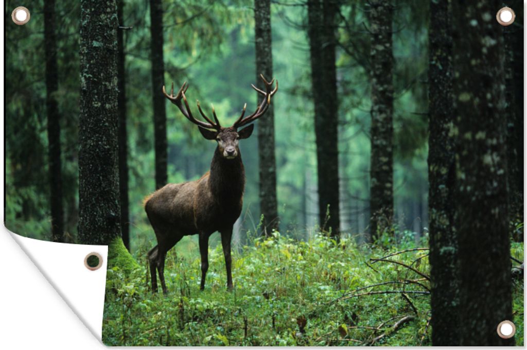 MuchoWow 60x40 cm Outdoor-Poster Gartendeko Sichtschutz Garten Poster für den Garten Hirsche - Wald - Bäume - Tiere - Natur
