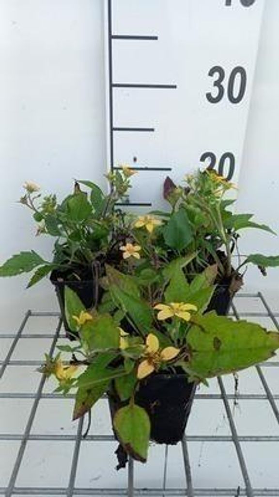6 x  Chrysogonum virginianum - Chrysantheme - Topf 9 x 9 cm Produktbild 