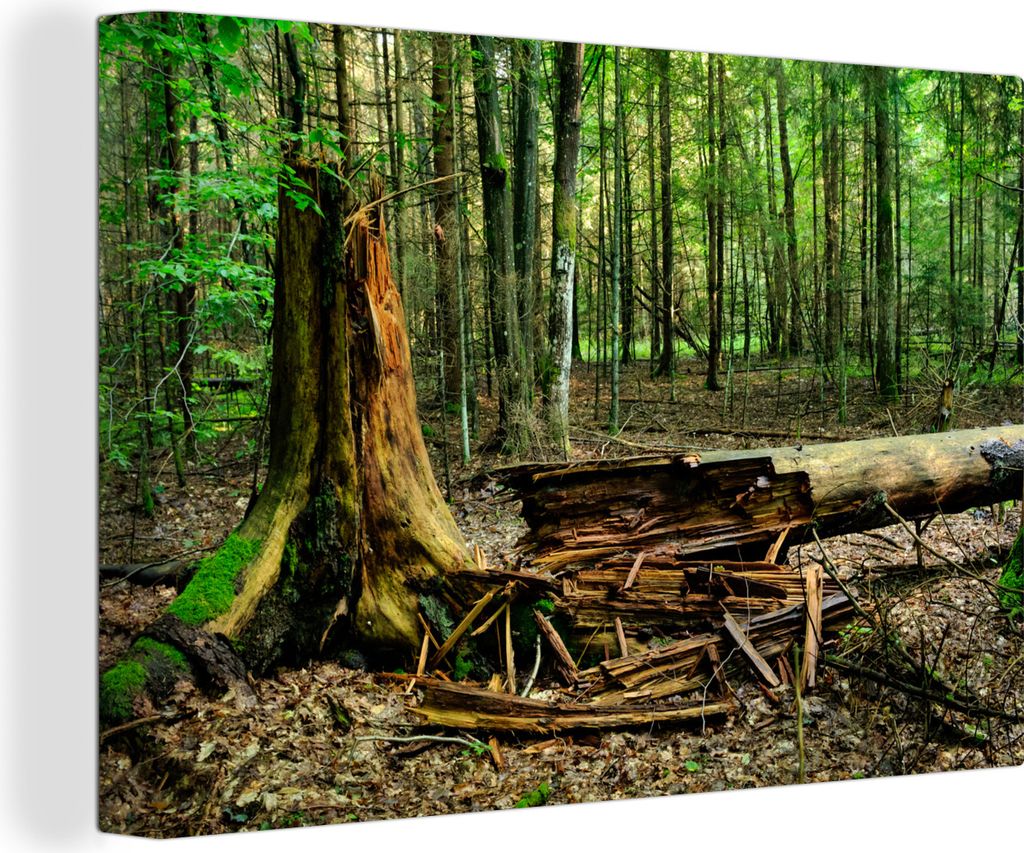 OneMillionCanvasses - Leinwandbilder - 140x90 cm, Verrottender Baum im Białowieża-Nationalpark in Polen, Wandbilder Kunstdruck Wanddekoration -...