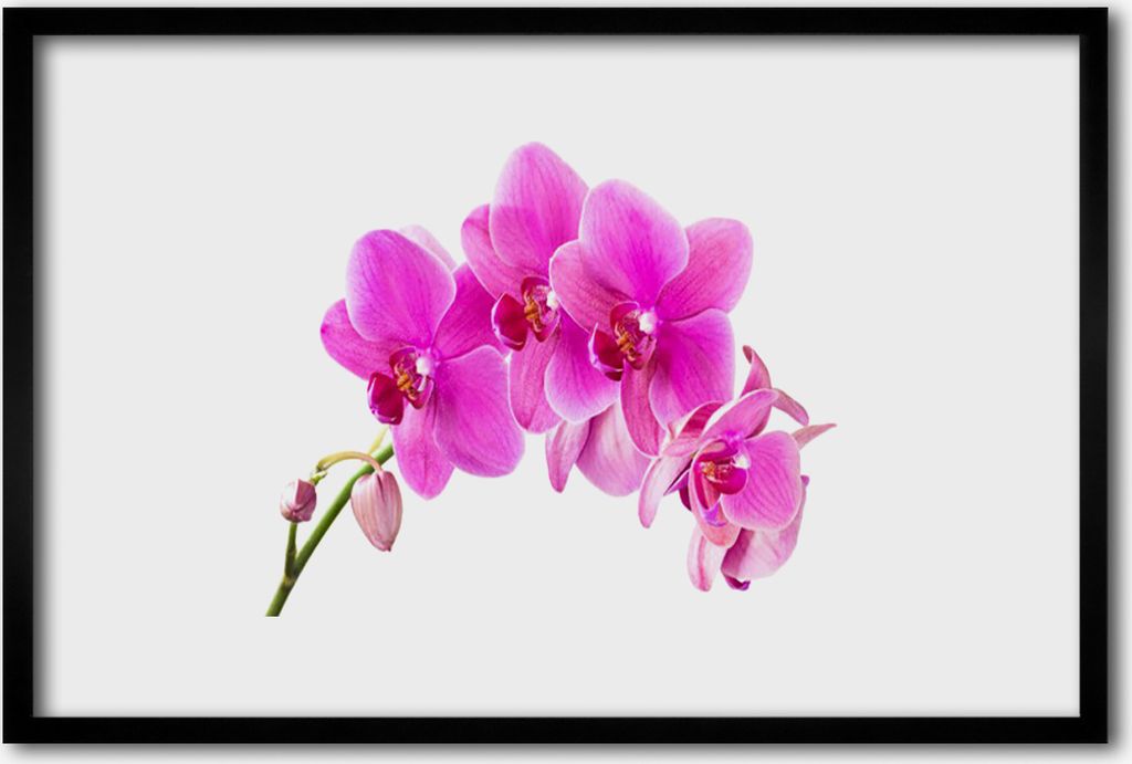 Bild 60x40 MDF-Rahmen Wandkunst Orchid Blume Orchidee