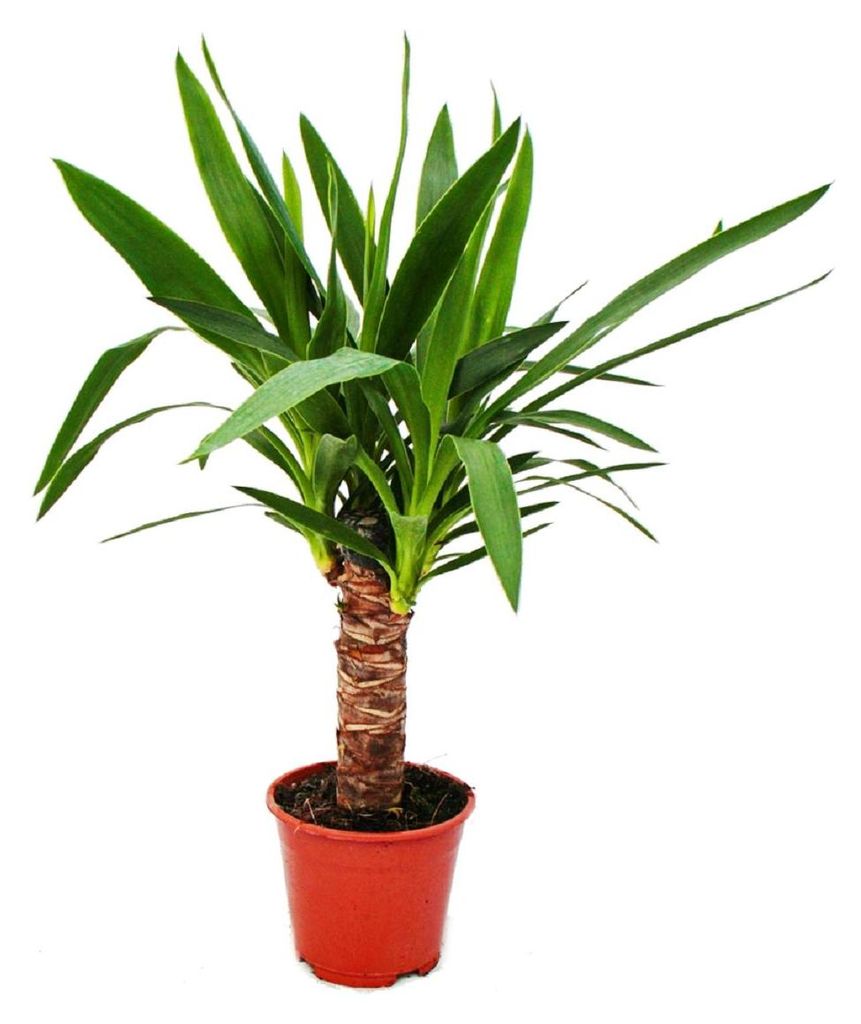 Exotenherz – Palmlilie – Yucca-Palme – 1 Pflanze – Produktbild 