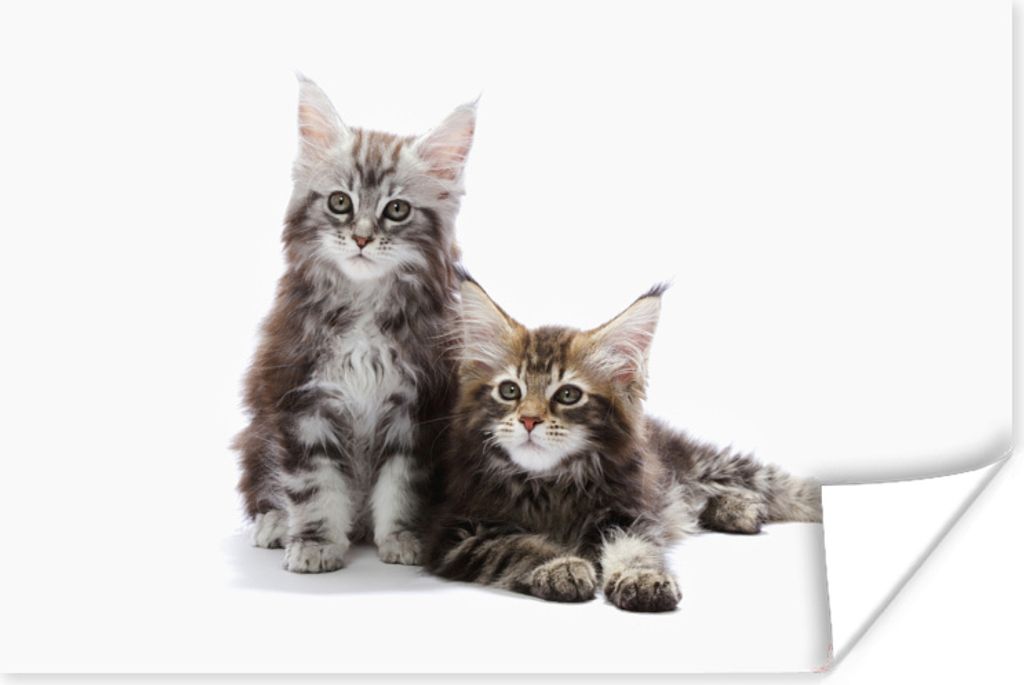 MuchoWow Poster Zwei bezaubernde Maine Coon Kätzchen 90x60 cm - Schlafzimmer