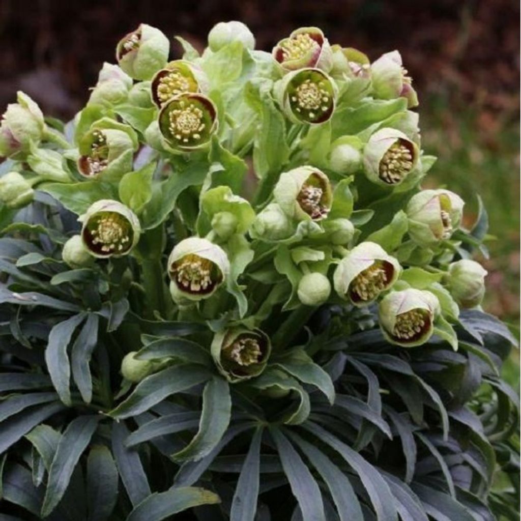 6 piante di *Helleborus foetidus* (Nieswurz), coltivate in Immagine del prodotto 