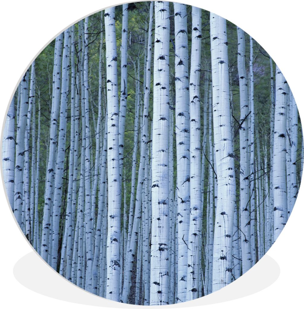MuchoWow Rundes Wandbild - Runde Bilder Weiße Baumstämme Ø 60 cm Kreis Wanddekoration Kunststoff - Wandkreis - Wandschmuck - Wand Kreis - Das ...