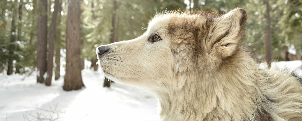 hansepuzzle 34584 - Wolf Panorama-Puzzle 2000 Teile | Tierwelt Puzzle, 2028 Teile, Tierwelt, 60,0 x 46,0cm mit hochwertiger Aufbewahrung, Kartonbox...