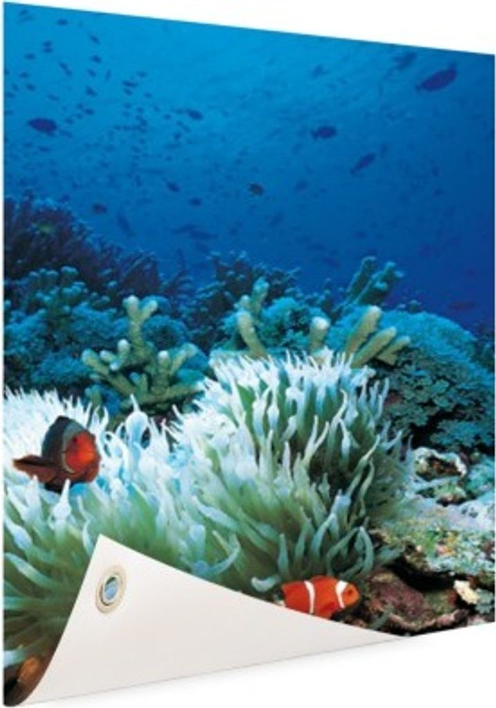 Gartenposter - 40x60 cm - Unterwasserwelt mit Clownfischen - Modernes Wandbilder