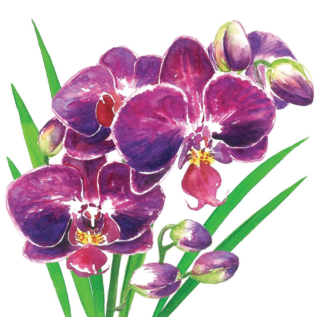 Servietten 33x33cm Orchidea