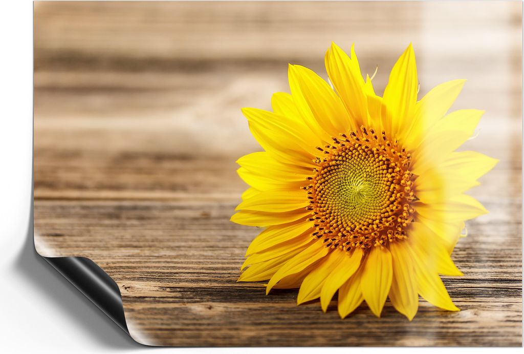 DEQORI Magnetmatte Universal 59x42 cm (A2) 'Sonnenblume auf Holz' Magnetfolie Kalender Planer