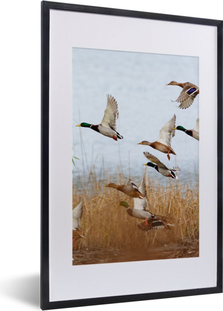 MuchoWow Gerahmtes Poster Ente - Vogel - Schilf - Wasser - Enten 40x60 cm - Poster mit Schwarzem Bilderrahmen Wandposter Rahmen Foto Bilder - Pos...