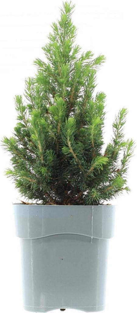 Weiß-Fichte ́DAISY ́S WHITE ́ 30-40 cm, Cont. 2,5 l