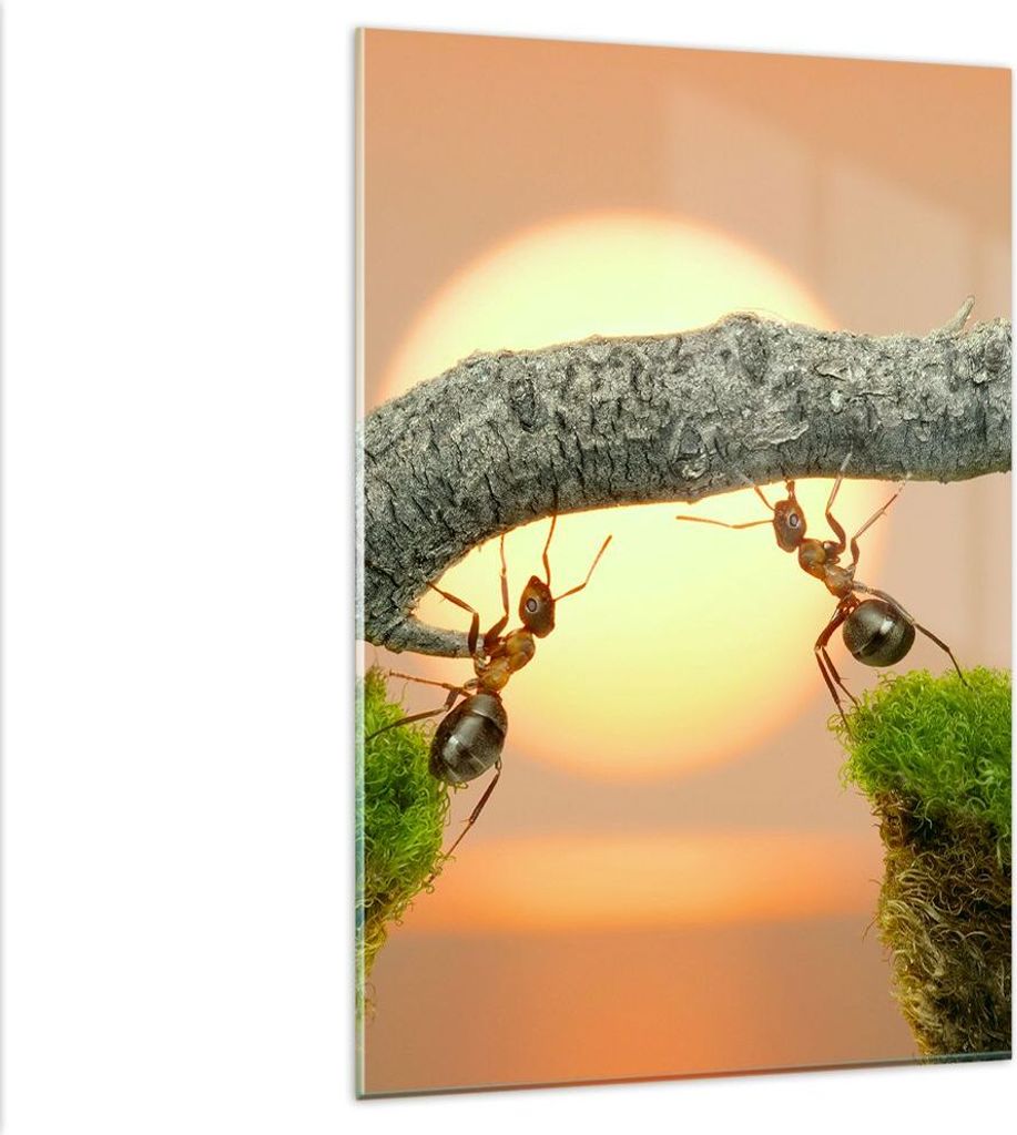 Bilder auf glas - Einteilig - Tiere Ameisen Brücke Natur - 80x120cm - Glasbilder - Wandbilder - Bilder - Wanddekoration aus Glas - Glas Bilder - W...