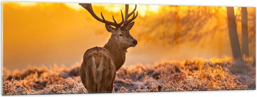 Bilder auf glas - Herbst landschaft natur blatt - 160x50cm - Glasbilder - Wandbilder - Kunstdruck - zum Aufhängen bereit - Wanddekoration aus Glas...