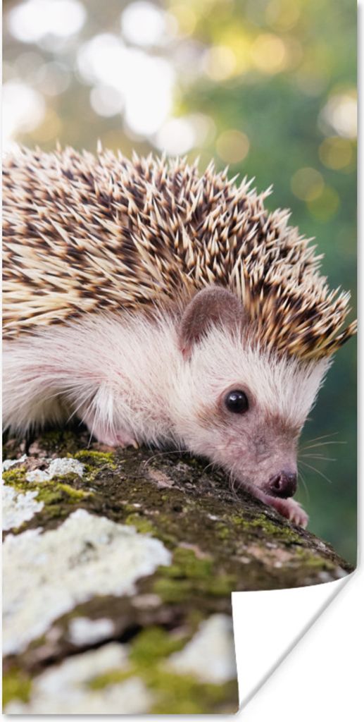 MuchoWow Poster Baby - Igel - Baum 80x160 cm - Kinderzimmer