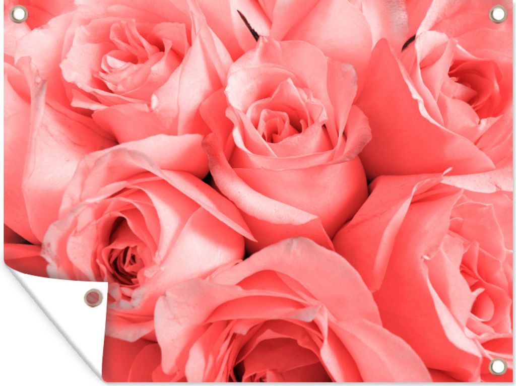 MuchoWow 40x30 cm Outdoor-Poster Gartendeko Sichtschutz Garten Poster für den Garten Pastellrosa Rosen