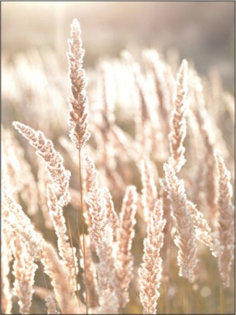 TPFLiving Kunstdruck LW-15 (OHNE RAHMEN) Poster - Leinwand - Wandbild - Hochauflösender Giclée-Druck, langlebig und hochwertig - Herbstlandschaft...