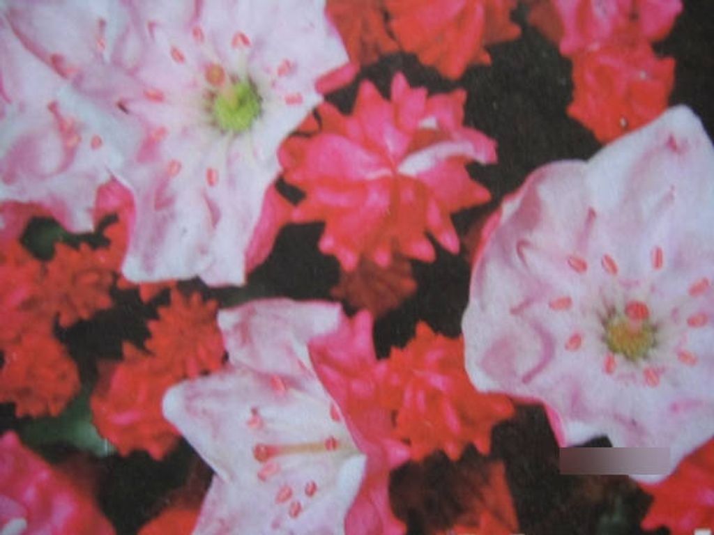 Lorbeerrose - Berglorbeer Raspberry Glow - Kalmia latifolia Produktbild 