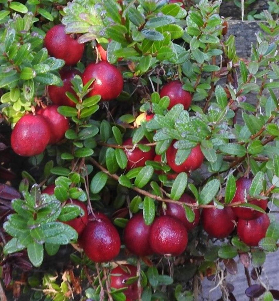 Großfrüchtiger Moosbeerstrauch ́HOWES ́ 30-40 cm, Cont. 1 l