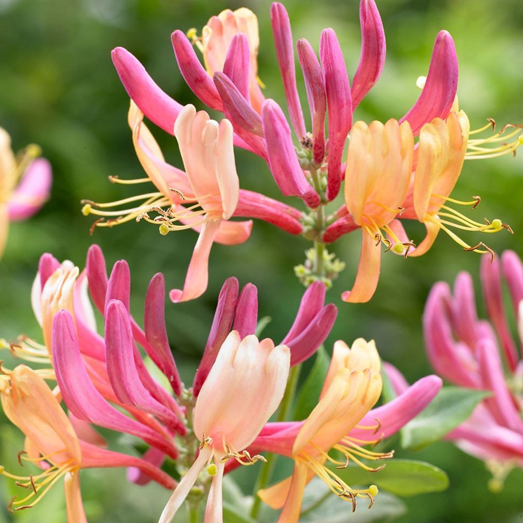 2 x Feuer-Geißschlinge - Lonicera heckrottii 'American Beauty' | 50-60 cm in Container
