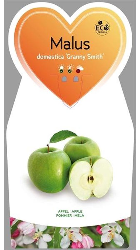 Malus domestica 'Granny Smith'  circa 120 cm - Mela Immagine del prodotto 