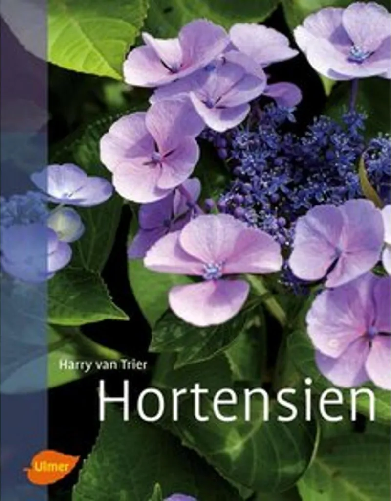 Hortensias Hydrangea Macrophylla - Arbustes à fleurs bleues pot de 5L