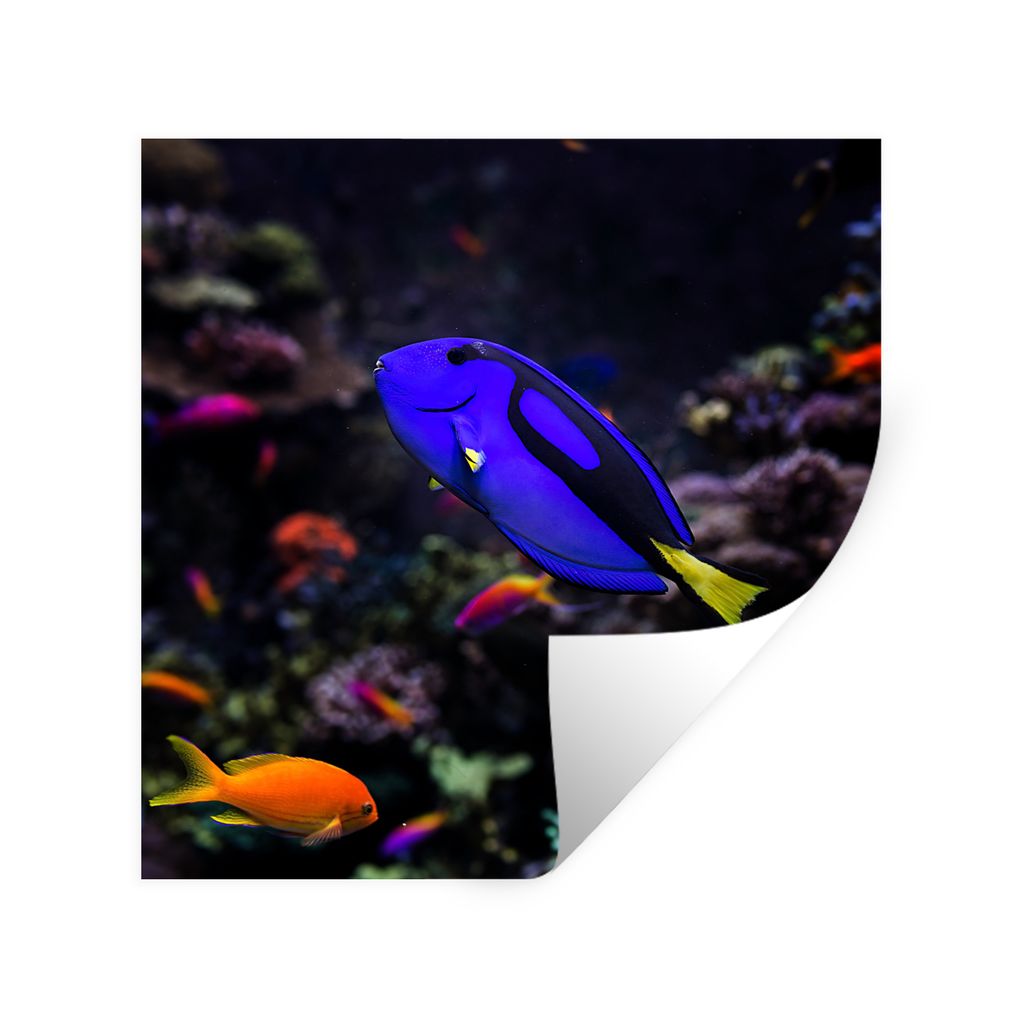 MuchoWow Wandtattoo Wandsticker Wandaufkleber Ein Picasso-Doktorfisch in einem Aquarium 100x100 cm Selbstklebend und Repositionierbar - Wierderve...