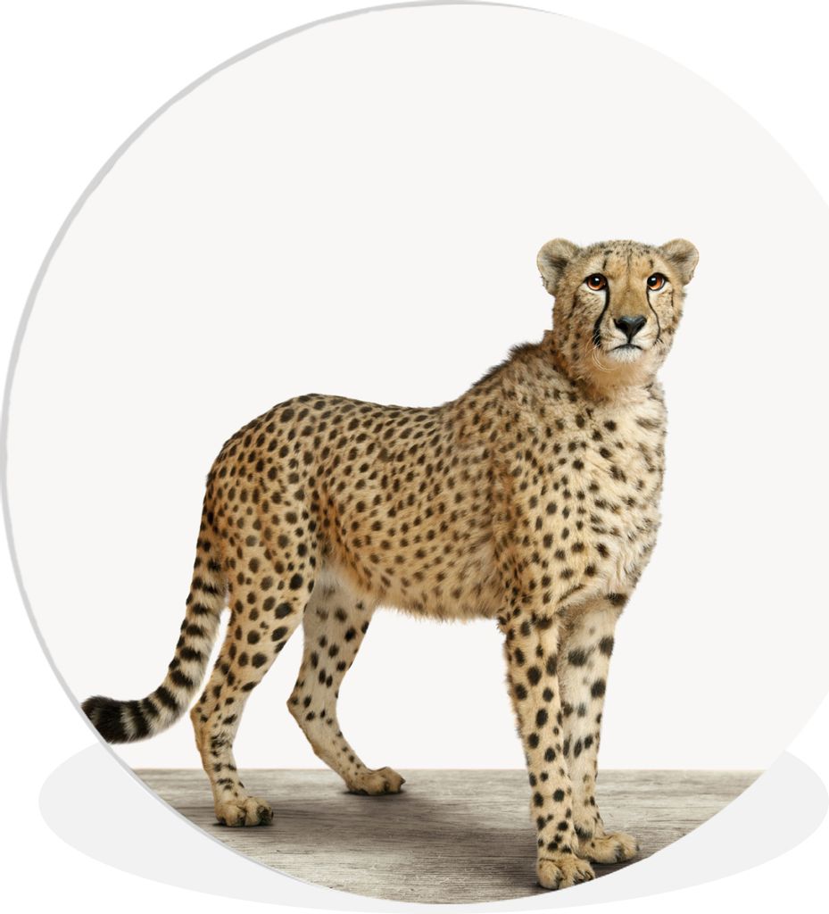 MuchoWow Rundes Wandbild - Runde Bilder Leopard - Tiere - Weißer Hintergrund - Kinder - Jungen - Mädchen Ø 30 cm Kreis Wanddekoration Kunststo...