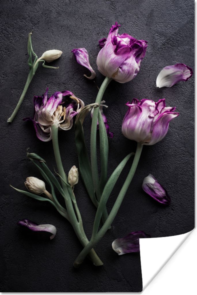 MuchoWow Poster Tulpen - Lila - Blätter 40x60 cm - Plakate für die Wand - Poster Babyzimmer
