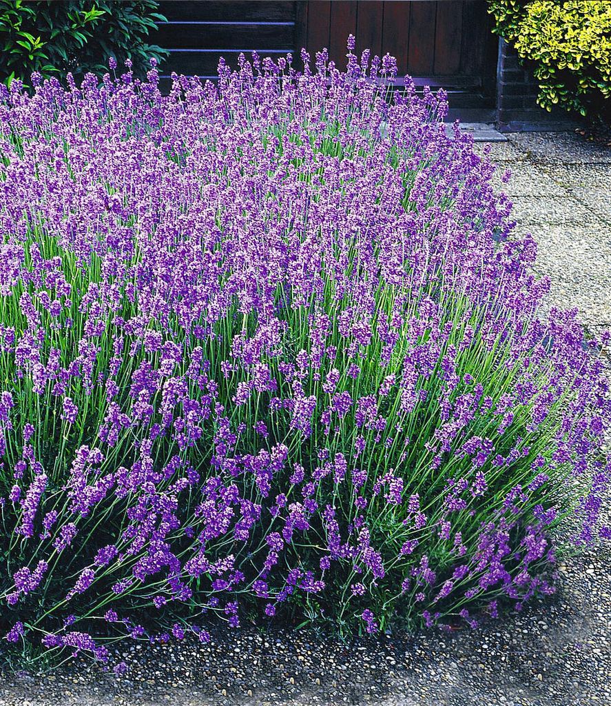 BALDUR Garten 3x Blauer Lavendel Duftlavendel, Pflanzen mit 9x9 cm-Topfballen, Lavandula angustifolia, echter Lavendel, winterharte Staude, trocken...