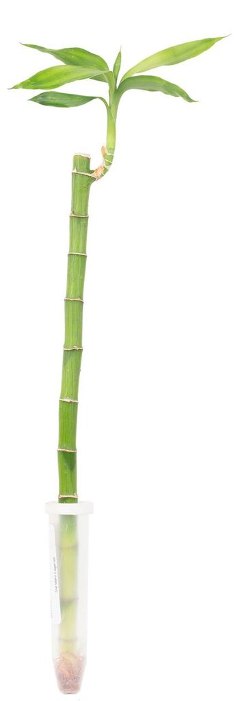 Bambù fortunato in tubo - Dracaena Sanderiana con stelo Immagine del prodotto 