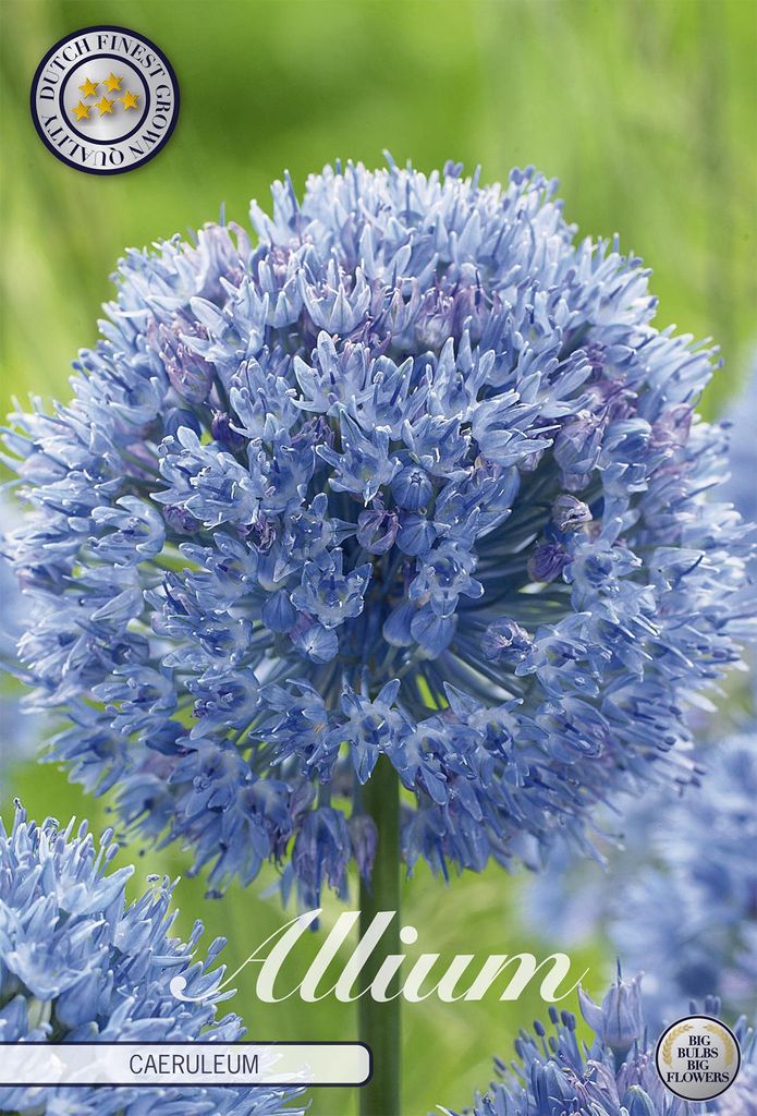 Artikelbild 2 von 'Blauer Zierlauch (15 Stück)' aus der Kategorie Zierlauchzwiebeln / Allium