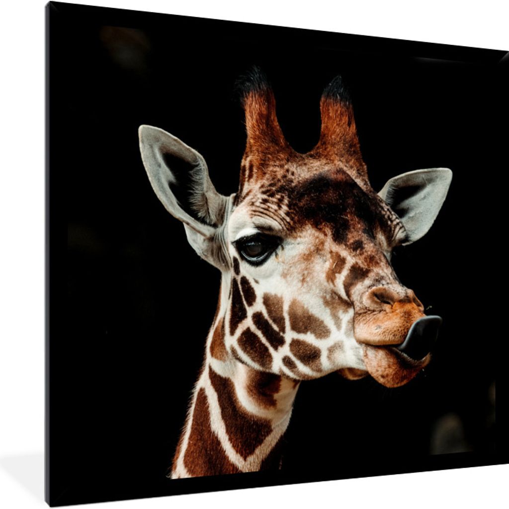 MuchoWow Gerahmtes Poster Giraffe - Tiere - Schwarz 40x40 cm - Poster mit Schwarzem Bilderrahmen Wandposter Rahmen Foto Bilder - Mit Rahmen - Wan...