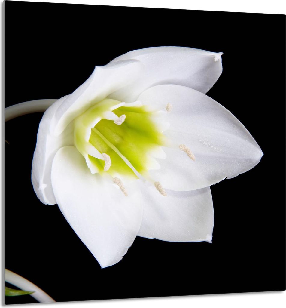 GLASPLATTE FÜR KÜCHE 60x65 Orchidee