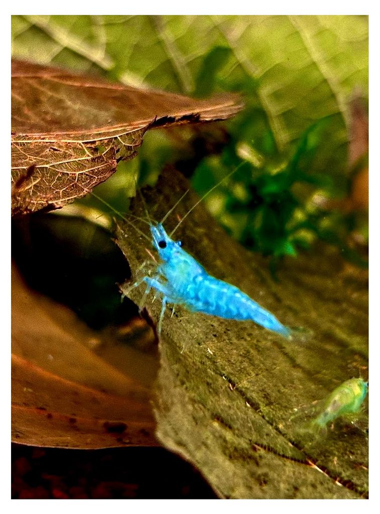 Garnelenvielfalt - Garnelen in verschiedenen Farben und Mustern - 5 Stück (Blue Jelly - Neocaridina - hellblau)