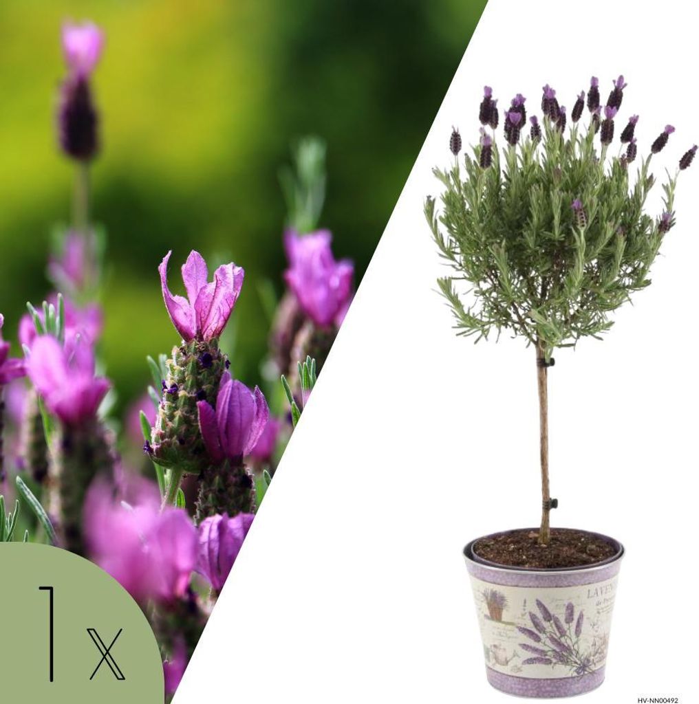 Französischer Lavendel Anouk auf Stamm | 1 Pflanze | Lavandula stoechas 'Anouk' | Winterharte Stammform