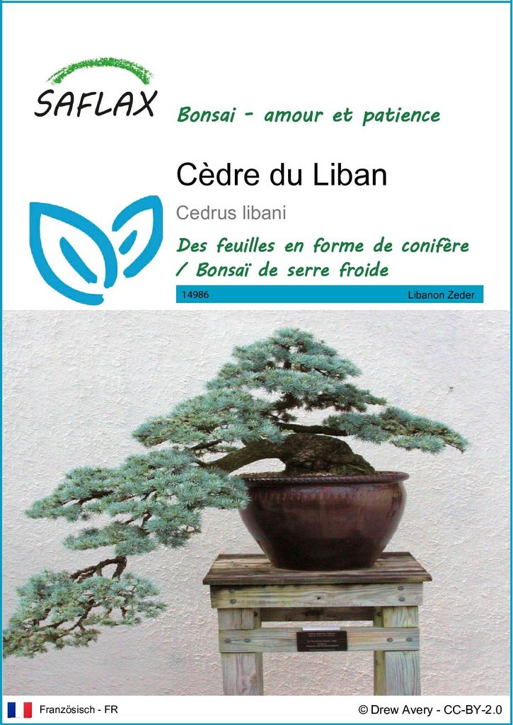 SAFLAX  - Cèdre du Liban - 20 graines - Cedrus Image du produit 